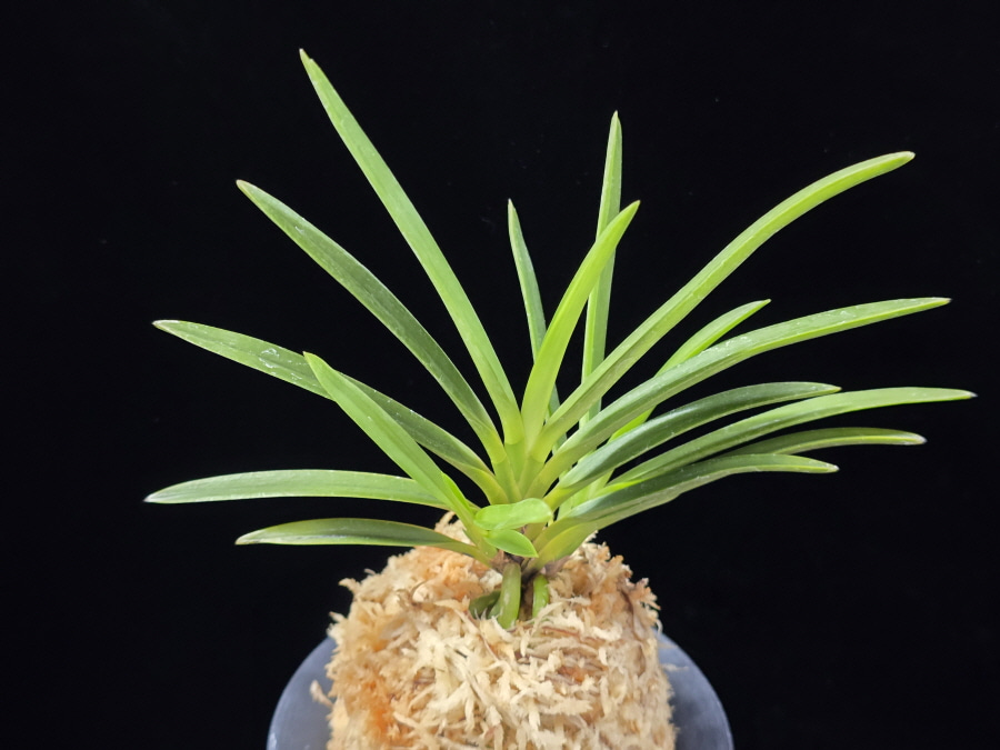 건국 建國 Kenkoku 건국 建國 Kenkoku