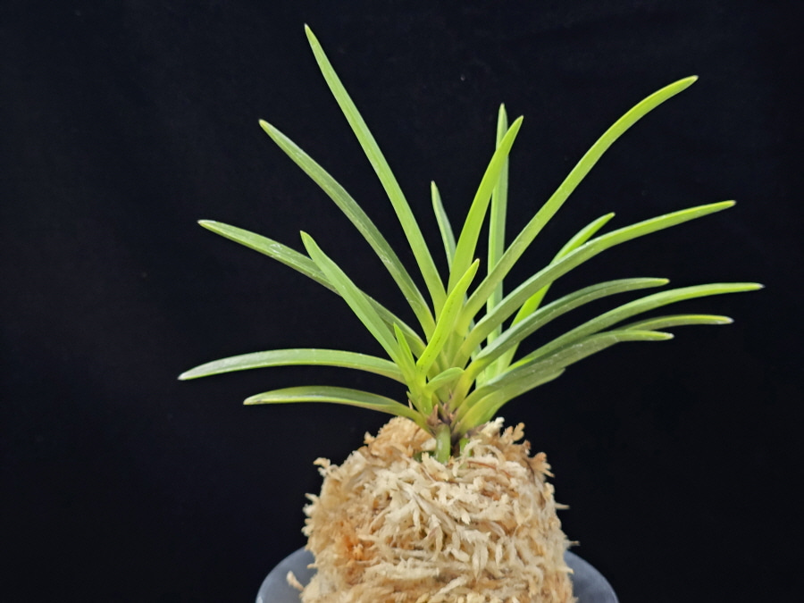 건국 建國 Kenkoku 건국 建國 Kenkoku