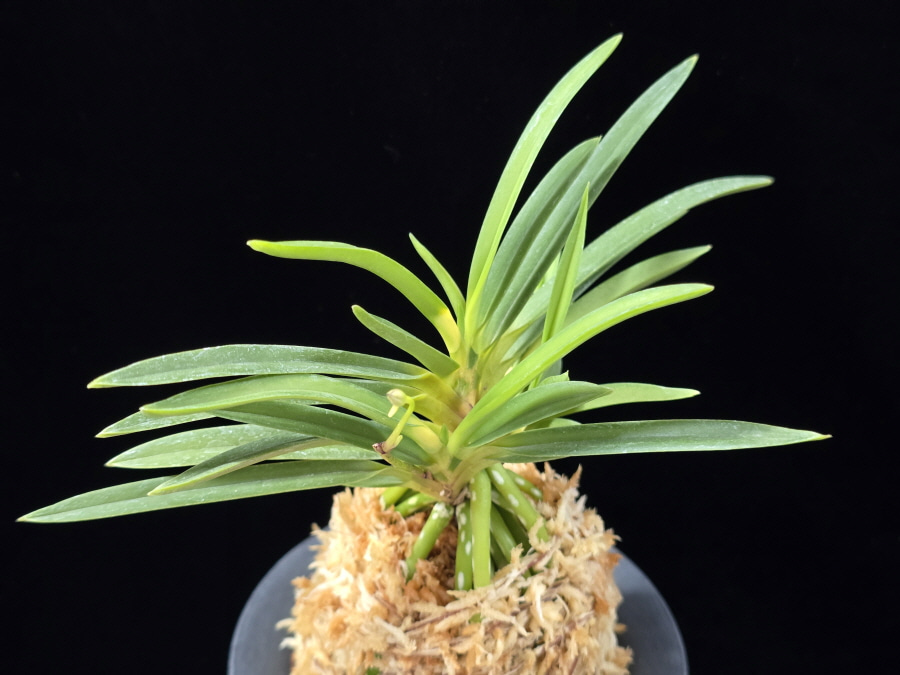 신기루 蜃気楼 Shinkirou 신기루 蜃気楼 Shinkirou