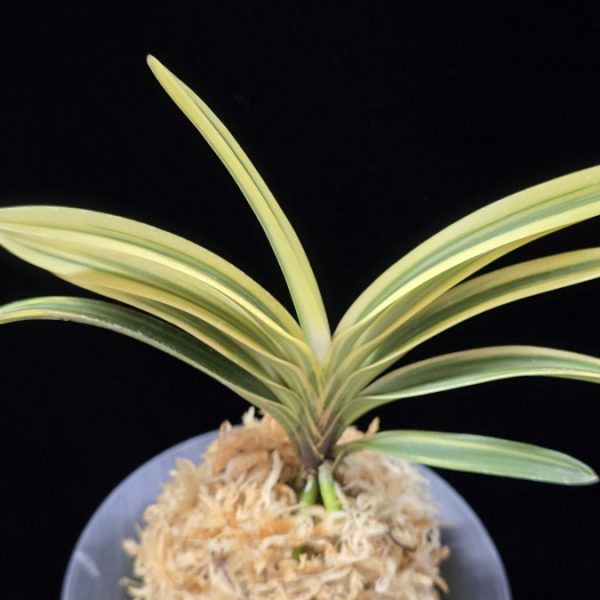 백옥루 白玉樓 Baekokru