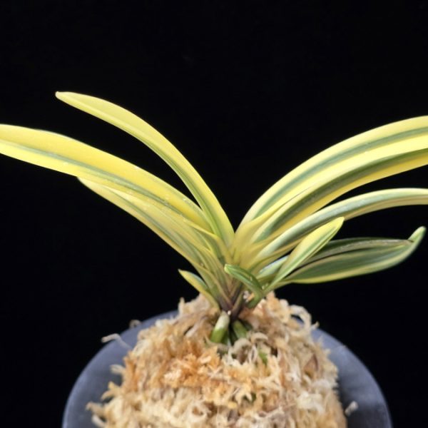 백옥루 白玉樓 Baekokru