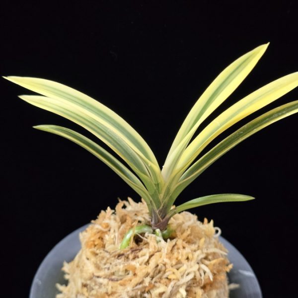 백옥루 白玉樓 Baekokru