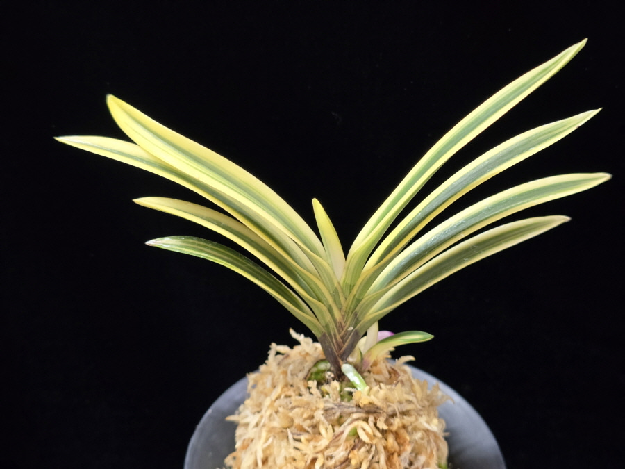 백옥루 白玉樓 Baekokru 백옥루 白玉樓 Baekokru