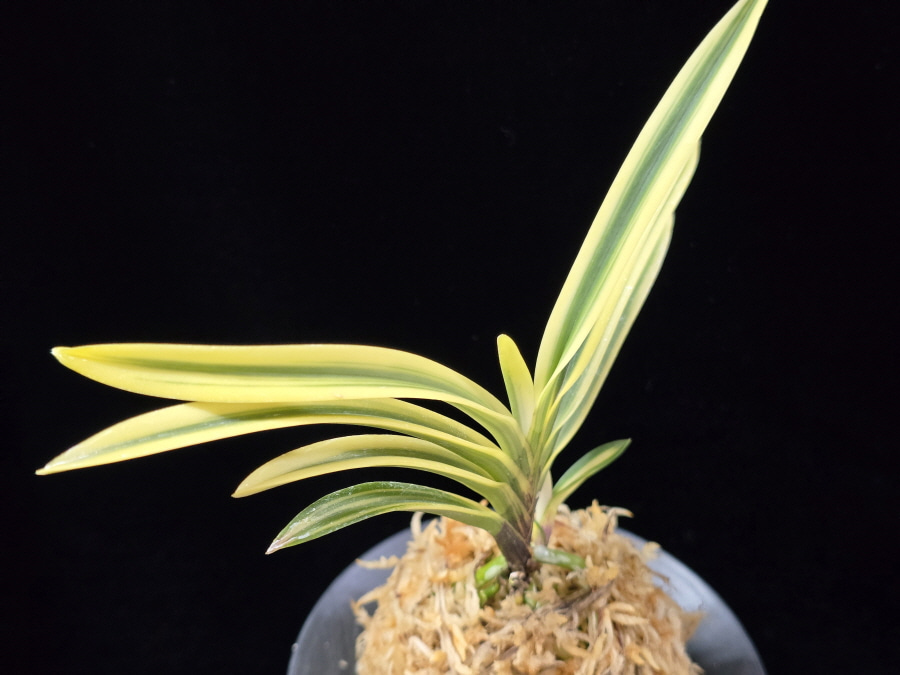 백옥루 白玉樓 Baekokru 백옥루 白玉樓 Baekokru