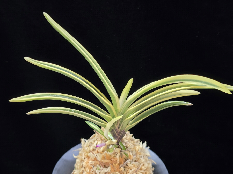 백옥루 白玉樓 Baekokru 백옥루 白玉樓 Baekokru