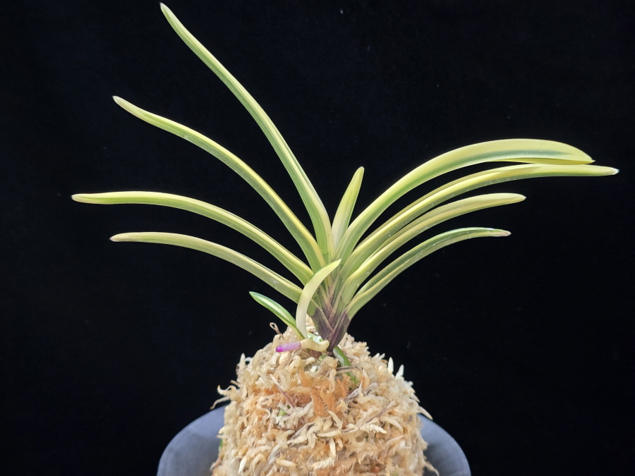 백옥루 白玉樓 Baekokru 백옥루 白玉樓 Baekokru