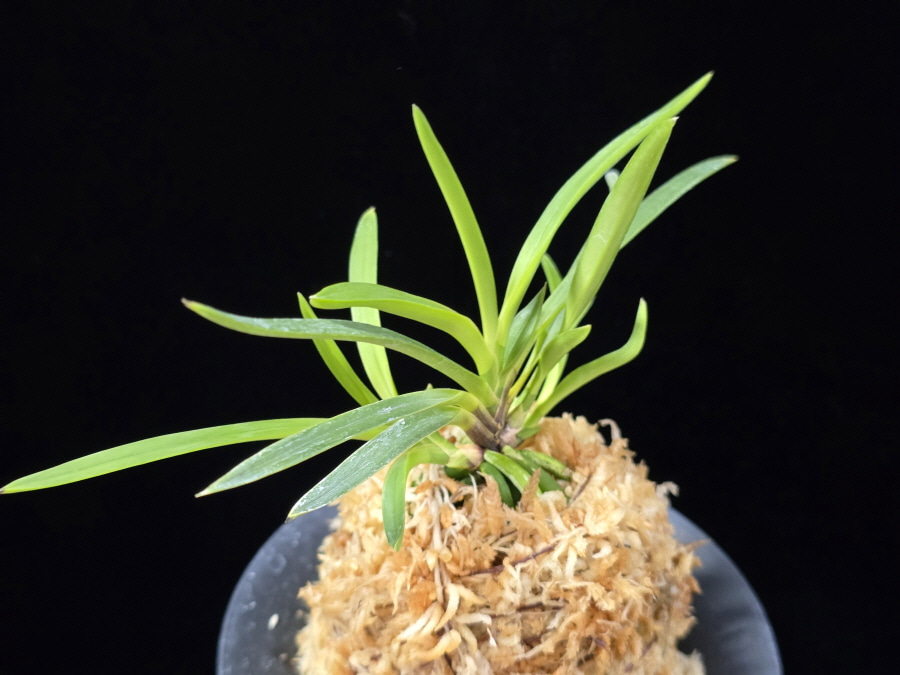 화전 花纏 Hanamatoi (3spur) 화전 花纏 Hanamatoi (3spur)