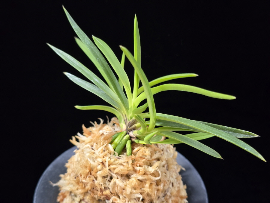 화전 花纏 Hanamatoi (3spur) 화전 花纏 Hanamatoi (3spur)