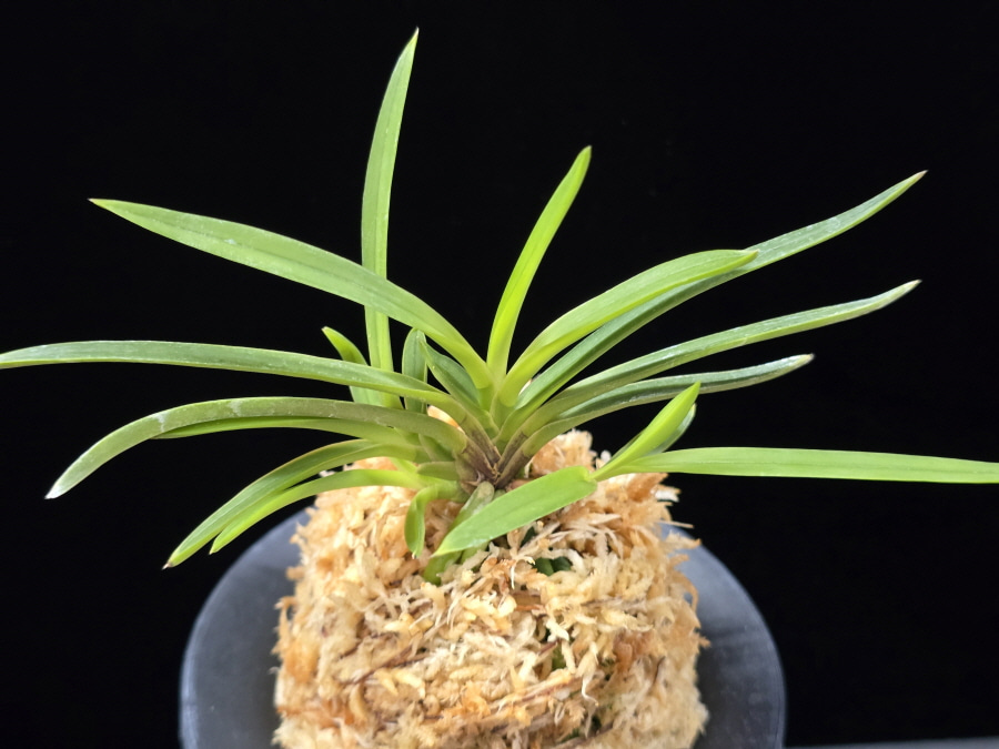 화전 花纏 Hanamatoi (3spur) 화전 花纏 Hanamatoi (3spur)