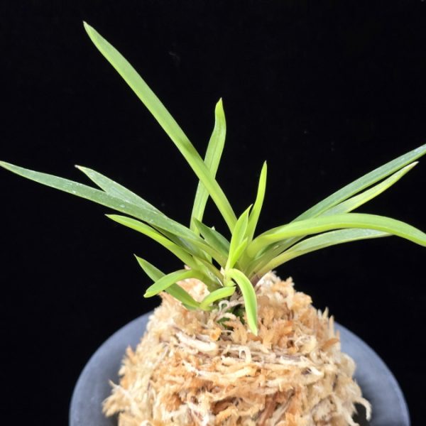 화전 花纏 Hanamatoi (3spur)