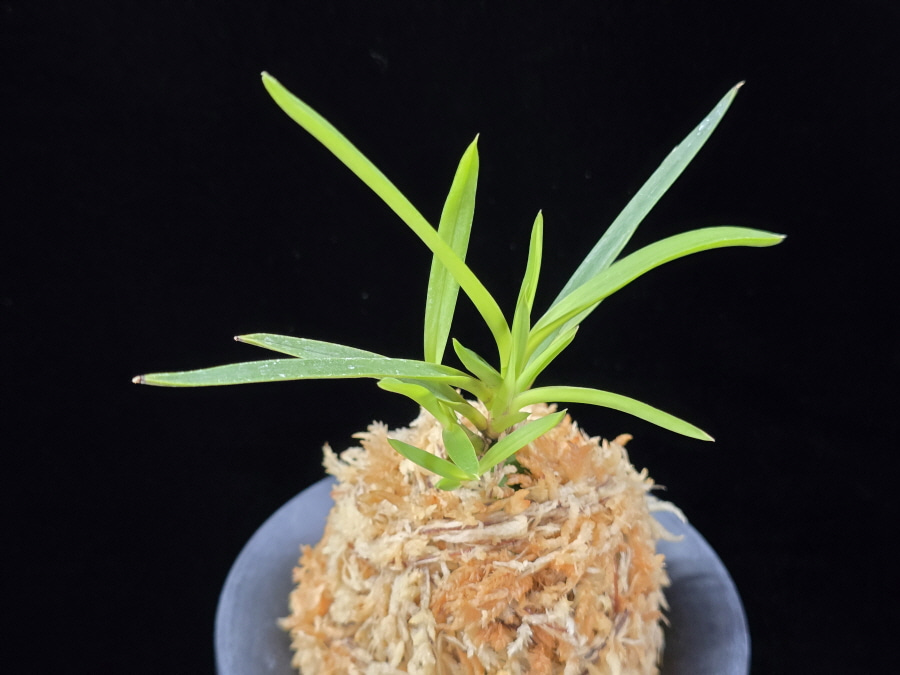 화전 花纏 Hanamatoi (3spur) 화전 花纏 Hanamatoi (3spur)