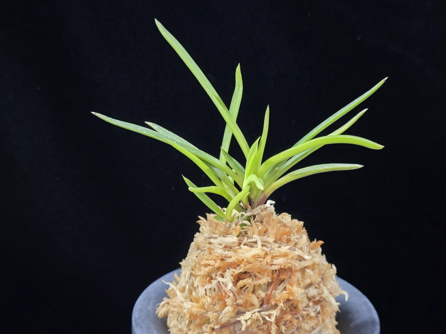 화전 花纏 Hanamatoi (3spur) 화전 花纏 Hanamatoi (3spur)