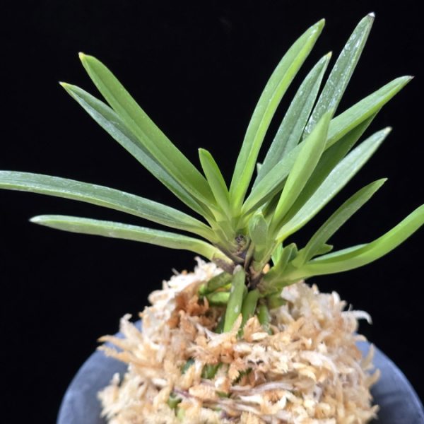 천정 天晶 Tenshou