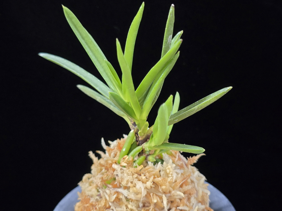 천정 天晶 Tenshou 천정 天晶 Tenshou