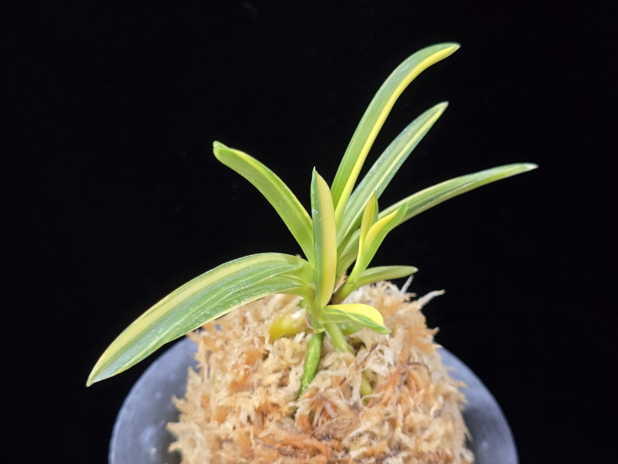 금두 金兜 Kinkabuto 금두 金兜 Kinkabuto