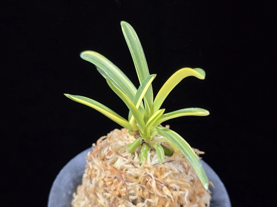 금두 金兜 Kinkabuto 금두 金兜 Kinkabuto