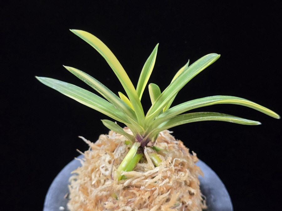 금두 金兜 Kinkabuto 금두 金兜 Kinkabuto