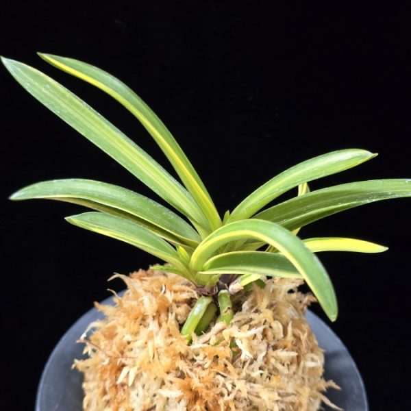 금두 金兜 Kinkabuto