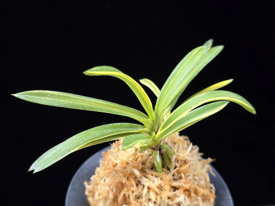 금두 金兜 Kinkabuto 금두 金兜 Kinkabuto