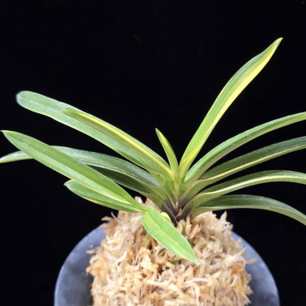 금두 金兜 Kinkabuto