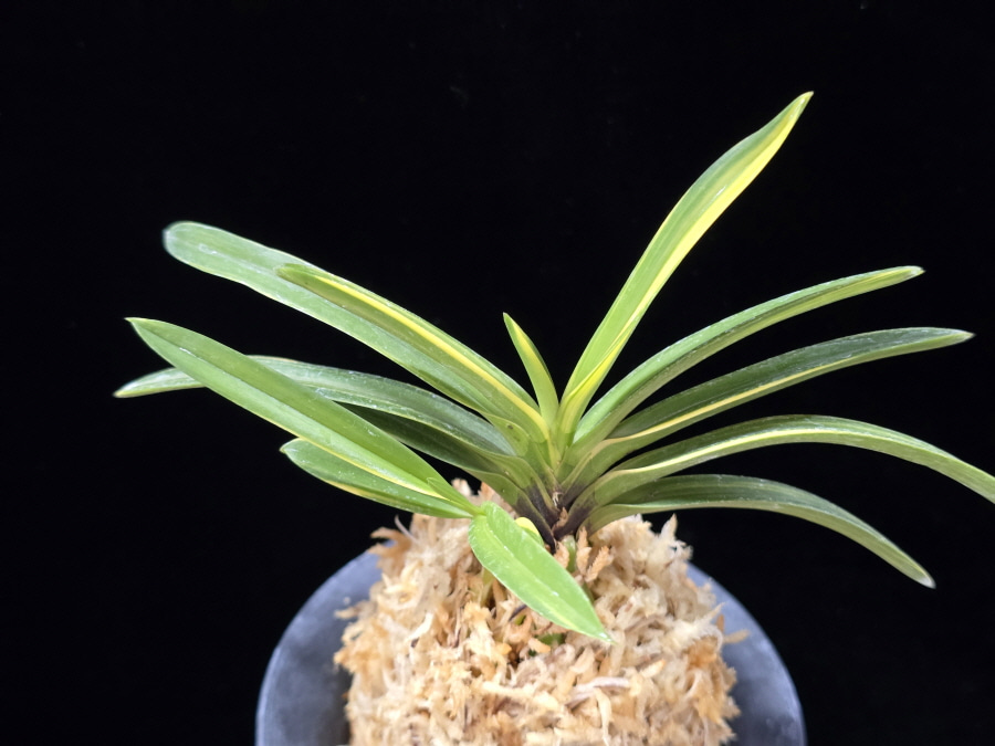 금두 金兜 Kinkabuto 금두 金兜 Kinkabuto