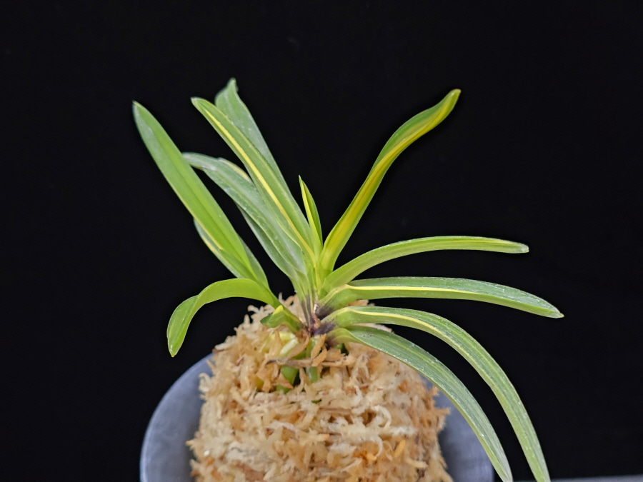 금두 金兜 Kinkabuto 금두 金兜 Kinkabuto