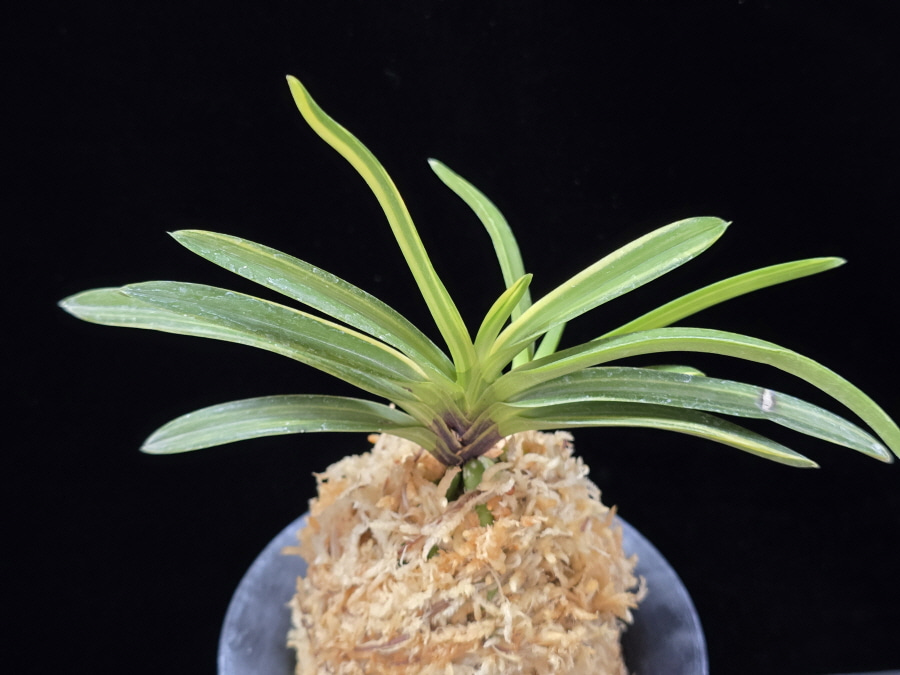 금두 金兜 Kinkabuto 금두 金兜 Kinkabuto