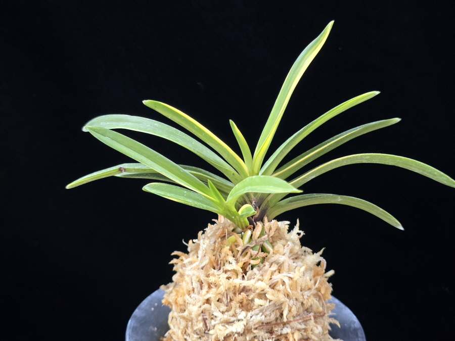 금두 金兜 Kinkabuto 금두 金兜 Kinkabuto