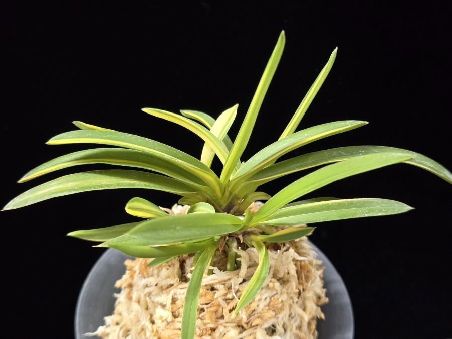 금두 金兜 Kinkabuto 금두 金兜 Kinkabuto