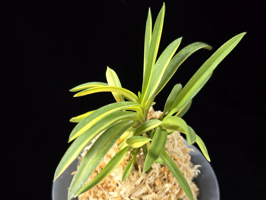 금두 金兜 Kinkabuto 금두 金兜 Kinkabuto