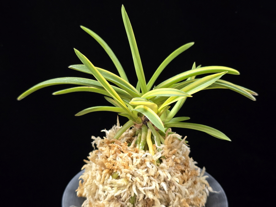 금두 金兜 Kinkabuto 금두 金兜 Kinkabuto