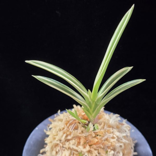 설인금 雪印錦 Seoringeum