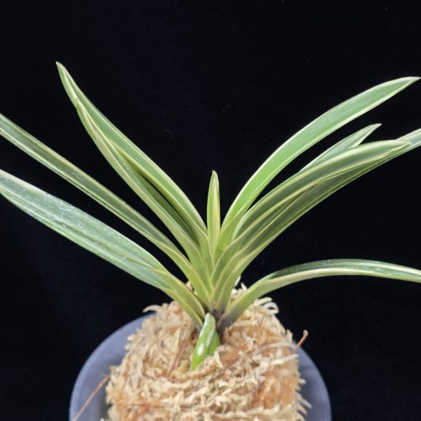 설인금 雪印錦 Seoringeum