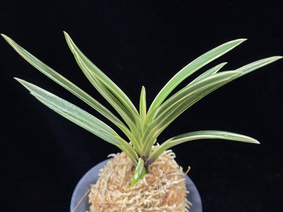 설인금 雪印錦 Seoringeum 설인금 雪印錦 Seoringeum