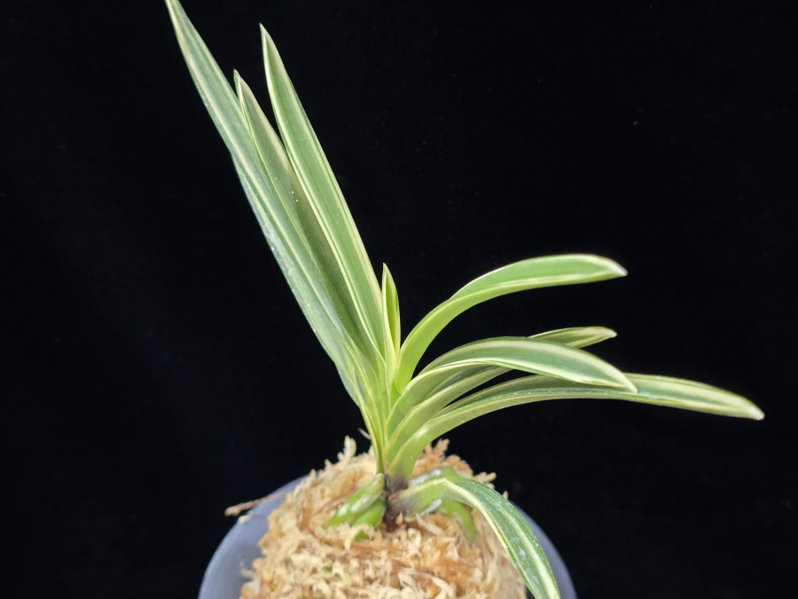 설인금 雪印錦 Seoringeum 설인금 雪印錦 Seoringeum