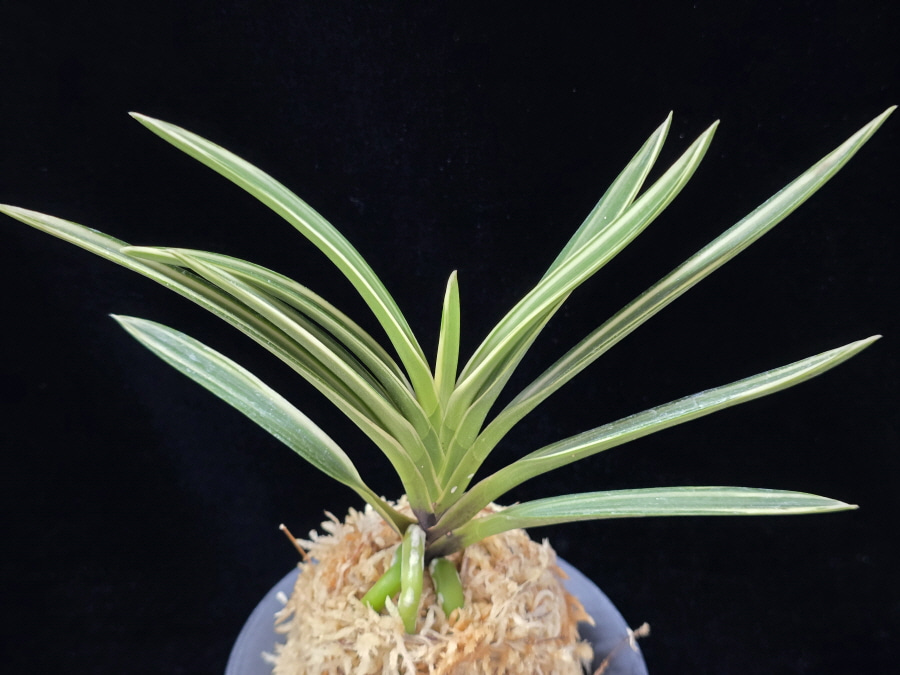 설인금 雪印錦 Seoringeum 설인금 雪印錦 Seoringeum