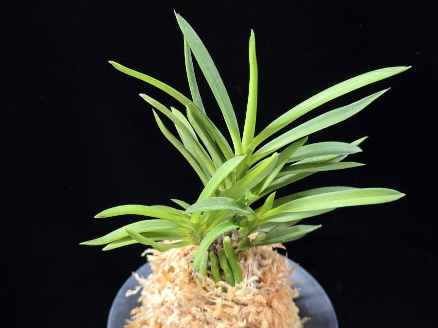 청죽 靑竹 Cheongjuk 청죽 靑竹 Cheongjuk