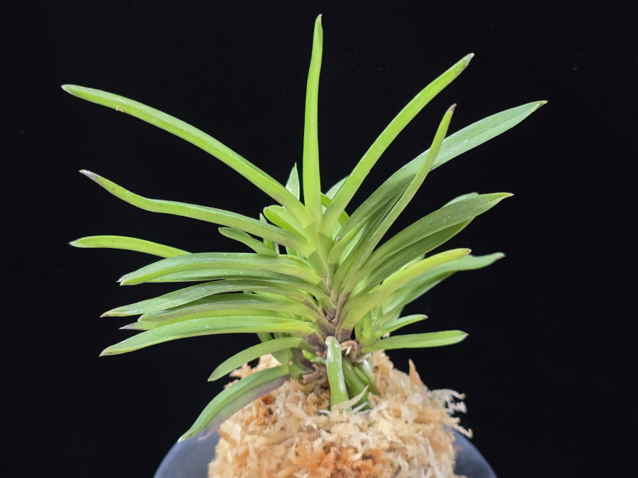 청죽 靑竹 Cheongjuk 청죽 靑竹 Cheongjuk