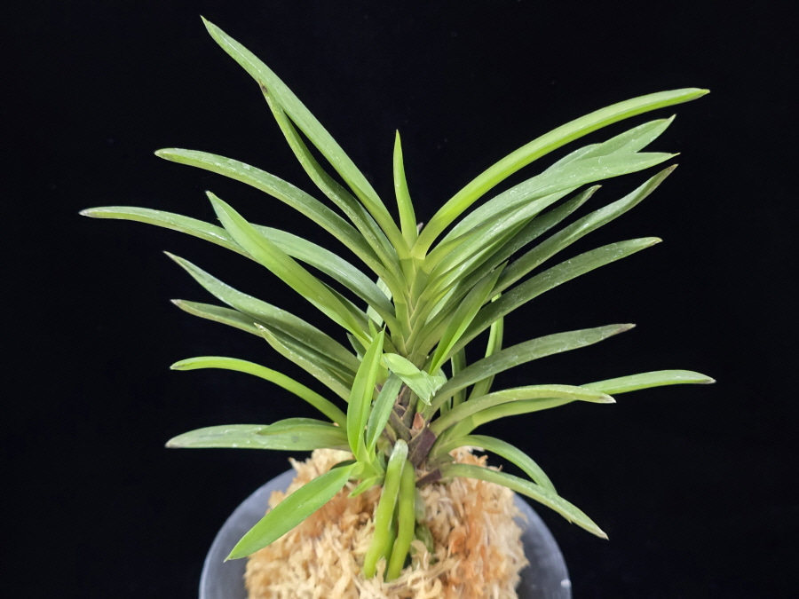 청죽 靑竹 Cheongjuk 청죽 靑竹 Cheongjuk