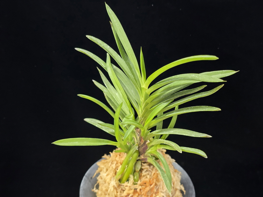 청죽 靑竹 Cheongjuk 청죽 靑竹 Cheongjuk