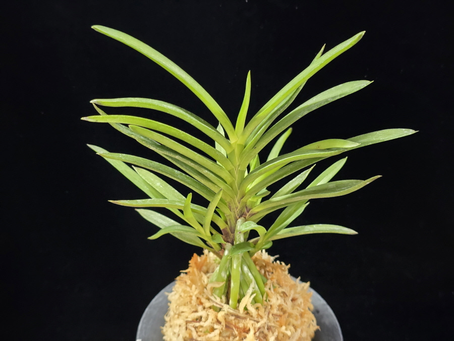 청죽 靑竹 Cheongjuk 청죽 靑竹 Cheongjuk