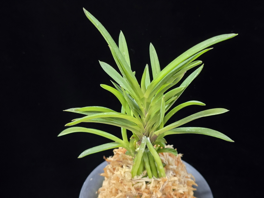 청죽 靑竹 Cheongjuk 청죽 靑竹 Cheongjuk