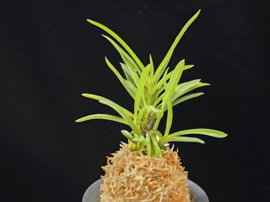 청죽 靑竹 Cheongjuk 청죽 靑竹 Cheongjuk