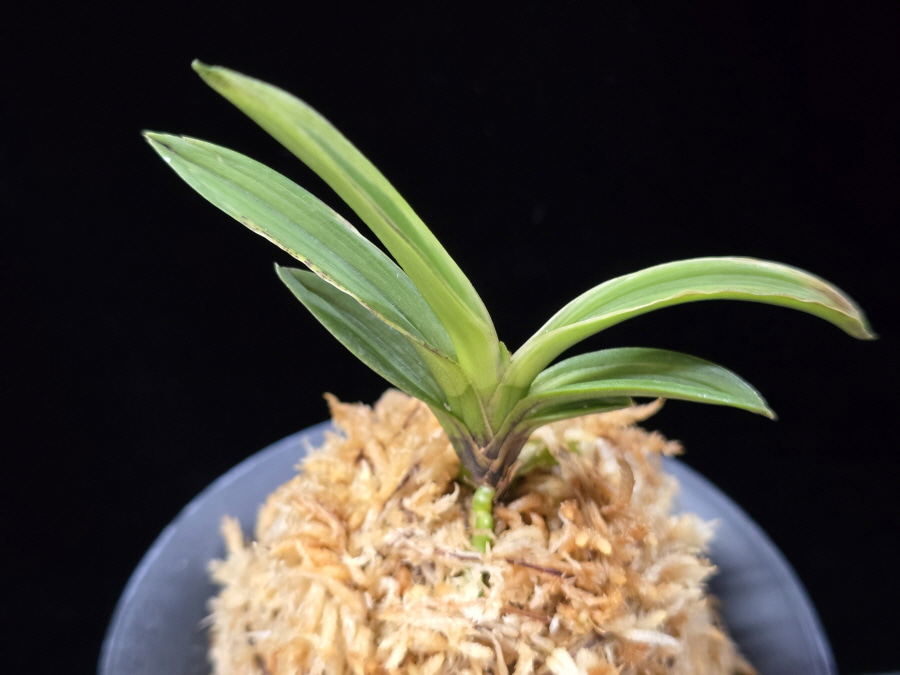 설현 雪玄 Seolhyeon 설현 雪玄 Seolhyeon