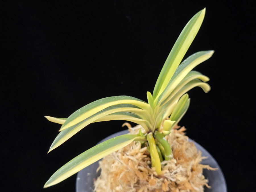 고수금 高穗錦 Gosugeum 고수금 高穗錦 Gosugeum