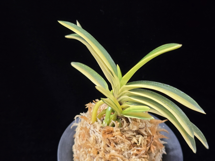 고수금 高穗錦 Gosugeum 고수금 高穗錦 Gosugeum