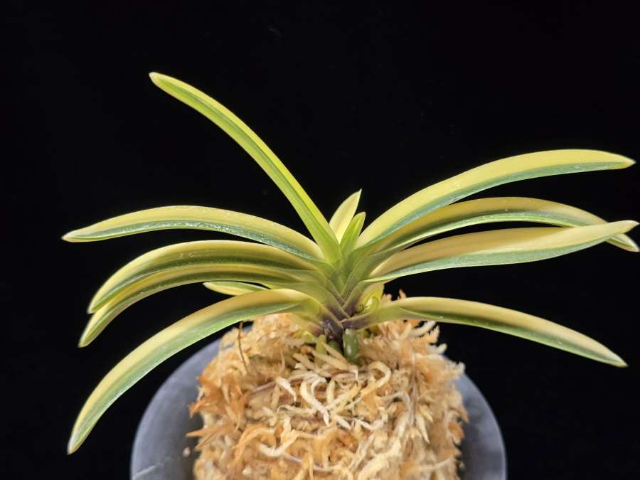 고수금 高穗錦 Gosugeum 고수금 高穗錦 Gosugeum