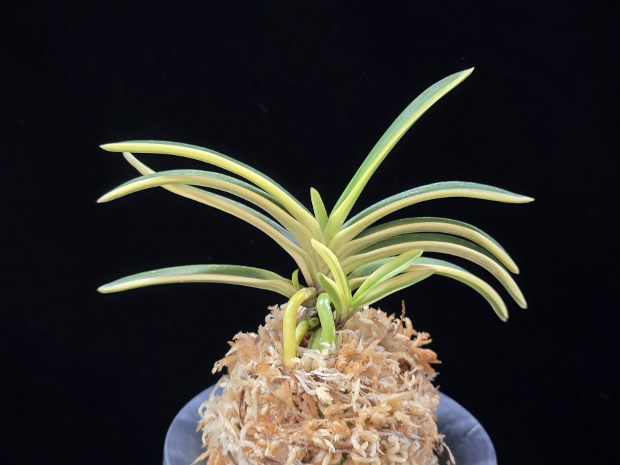 고수금 高穗錦 Gosugeum 고수금 高穗錦 Gosugeum