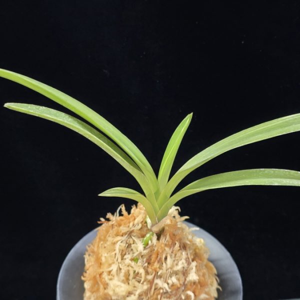 서능금 西凌錦  Seoneunggeum