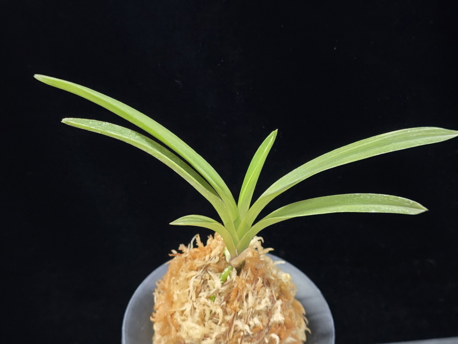 서능금 西凌錦  Seoneunggeum 서능금 西凌錦  Seoneunggeum